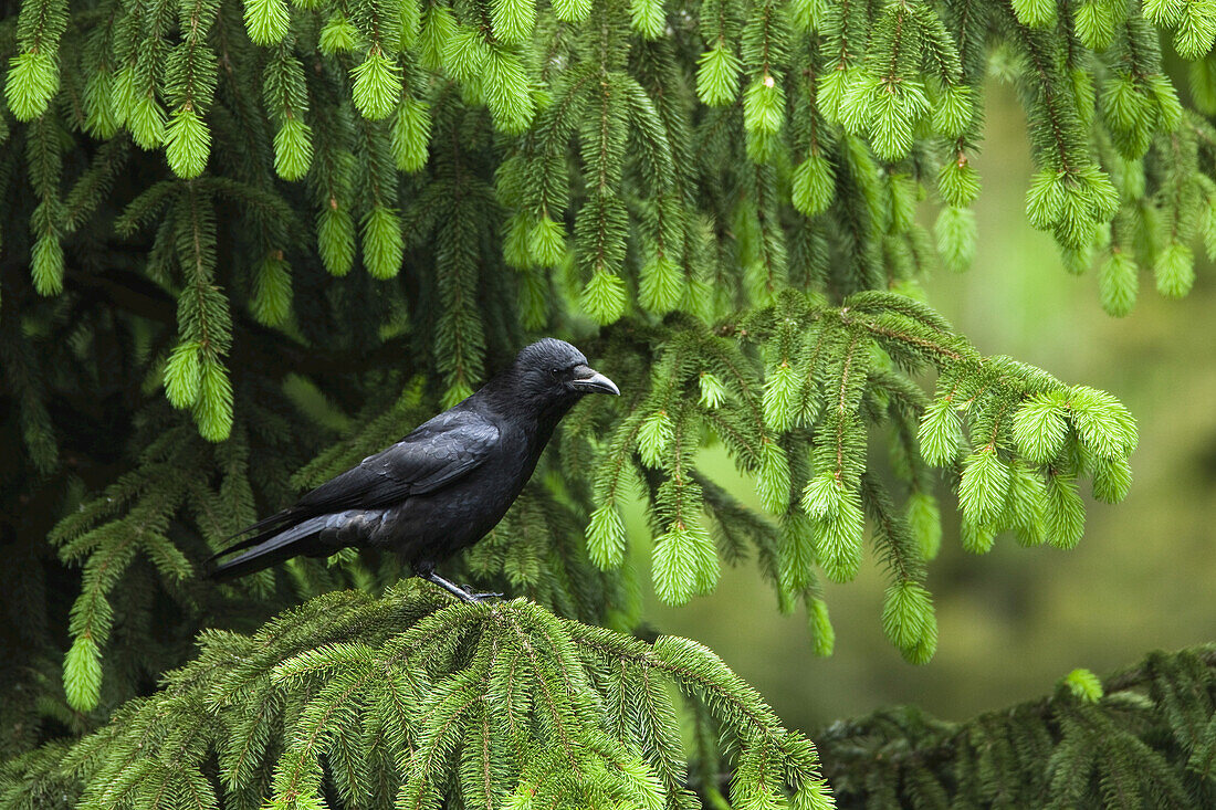 Kolkrabe, Nationalpark Bayerischer Wald, Bayern, Deutschland