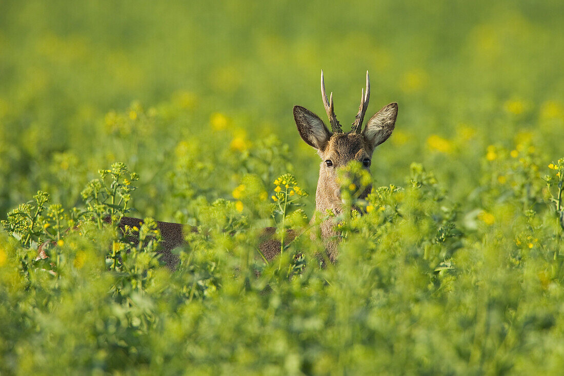 Roebuck in Canola Field, Germany