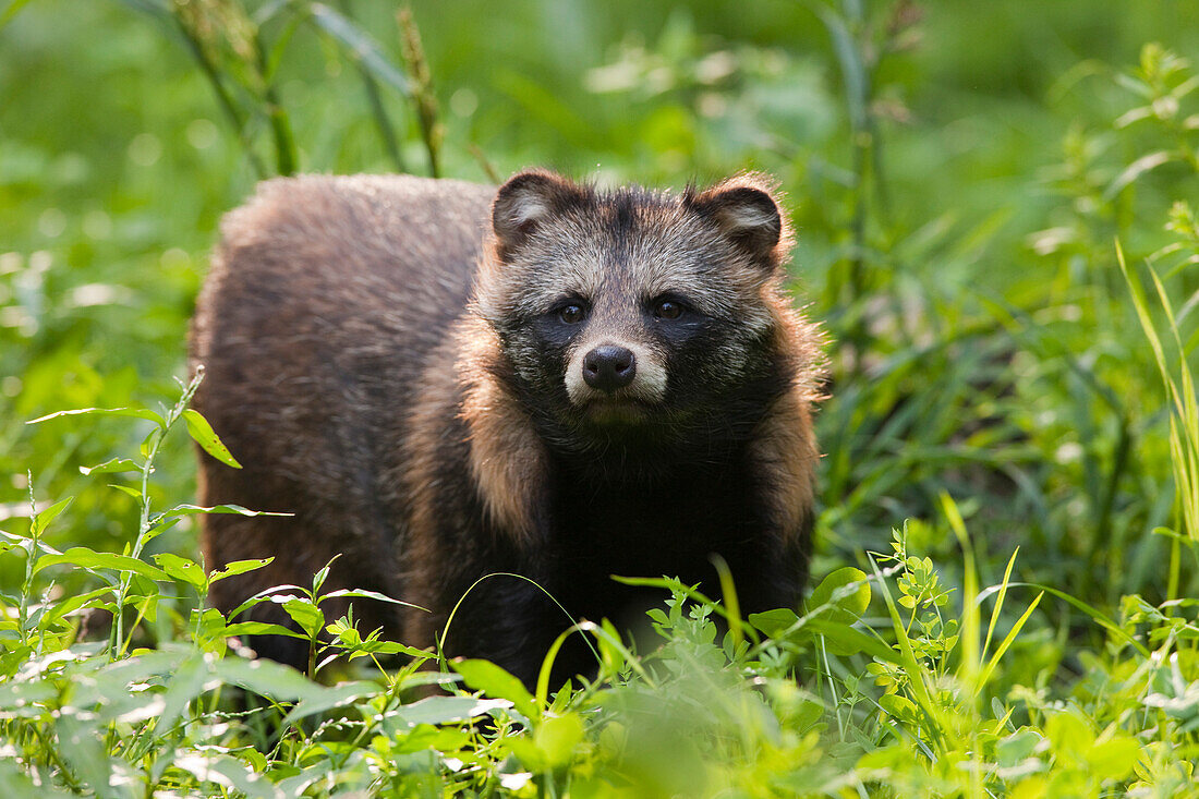 Portrait of Raccoon Dog