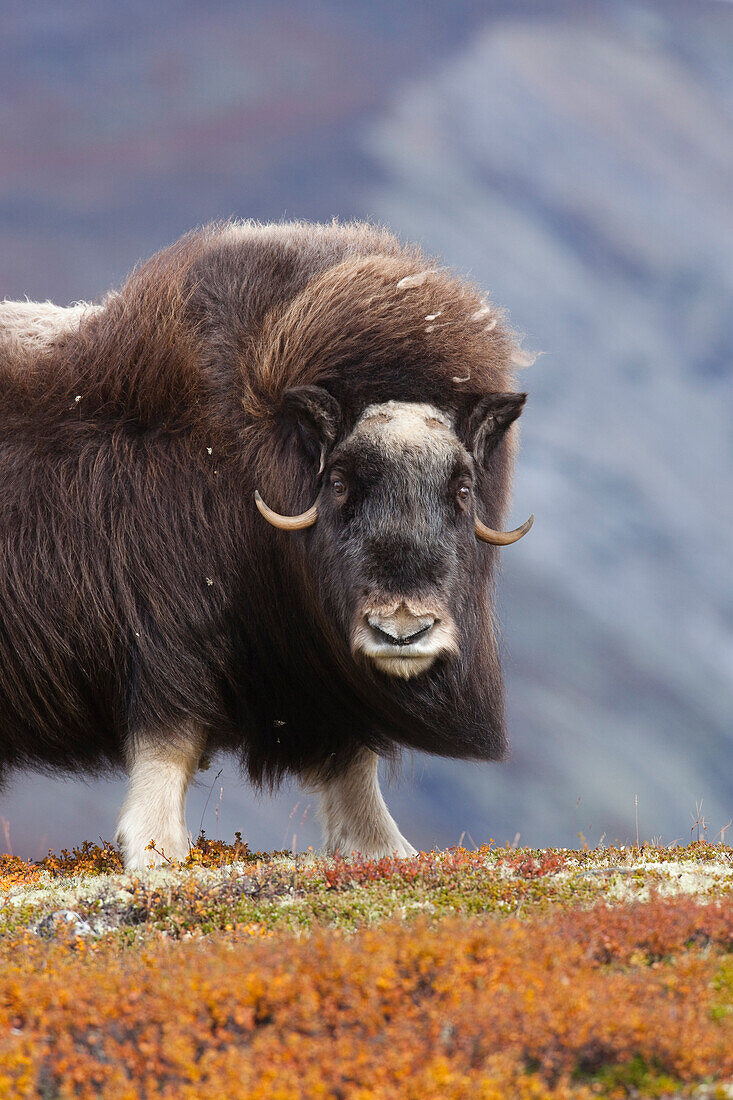 Weiblicher Moschusochse, Dovrefjell-Sunndalsfjella-Nationalpark, Norwegen