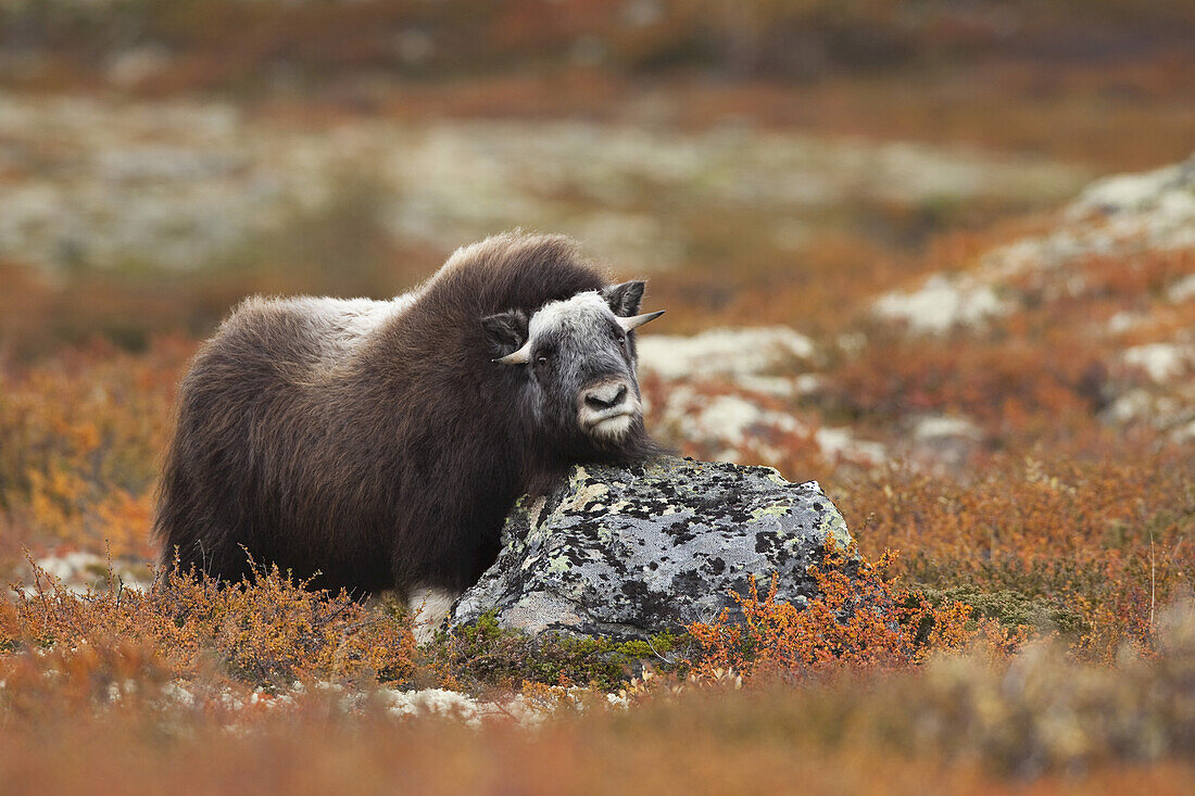 Junger Moschusochse, Dovrefjell-Sunndalsfjella-Nationalpark, Norwegen