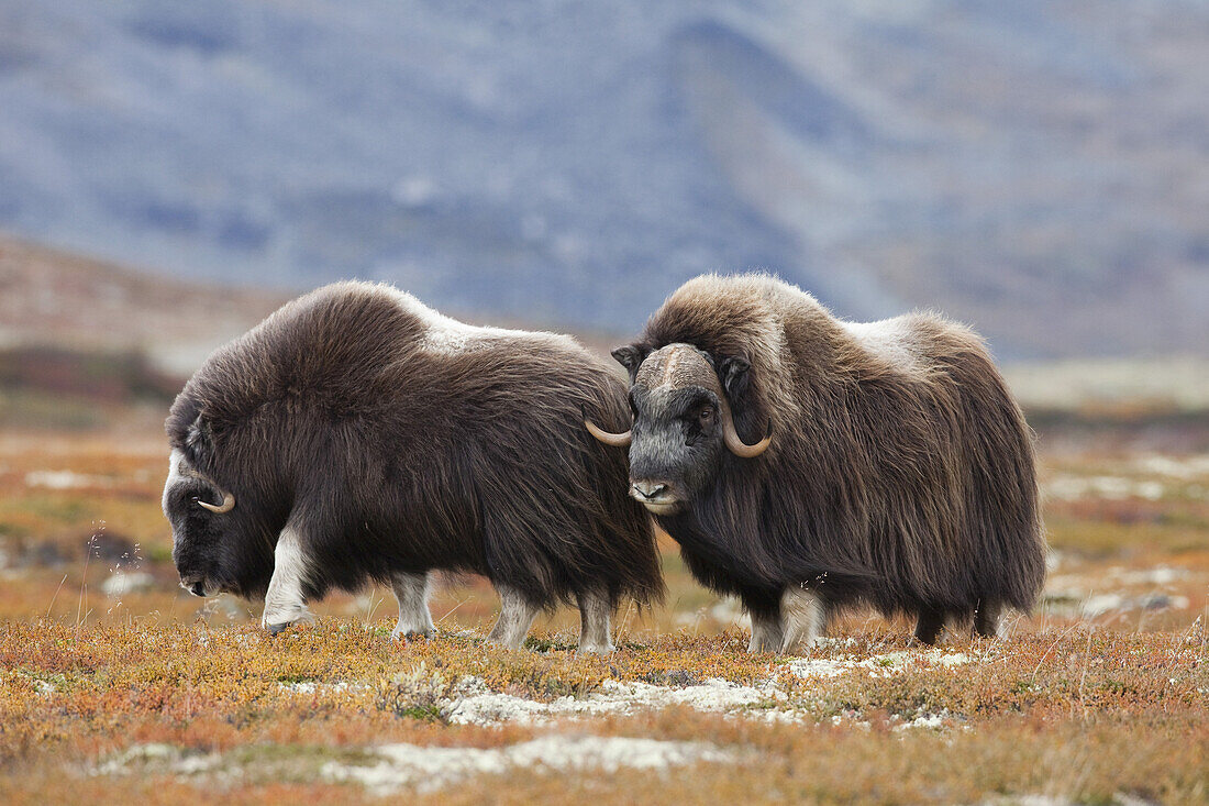 Moschusochsen, Dovrefjell-Sunndalsfjella-Nationalpark, Norwegen