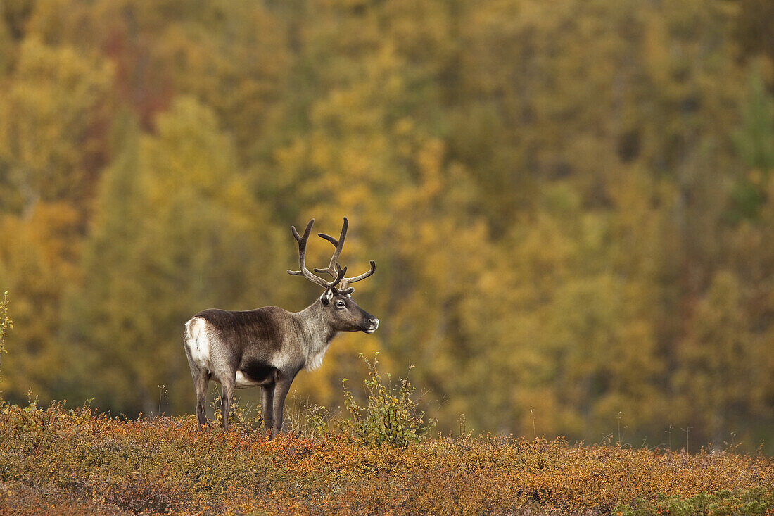 Reindeer, Sweden