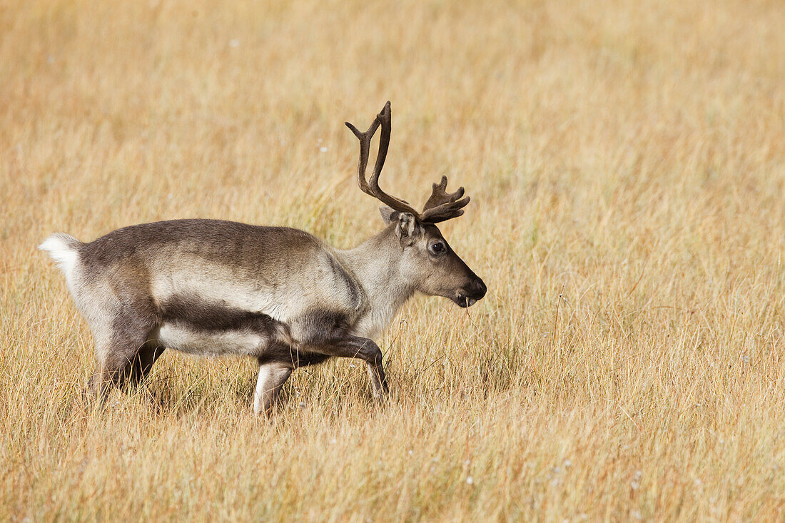 Reindeer in Tall Grass, Sweden