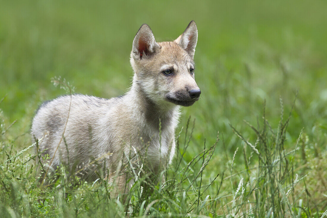 Timberwolfjunges, (Canis lupus lycaon) Wildschutzgebiet, Bayern, Deutschland