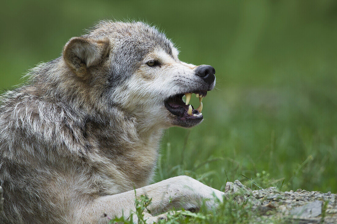 Timberwolf, Canis lupus lycaon, knurrend, Wildschutzgebiet, Deutschland
