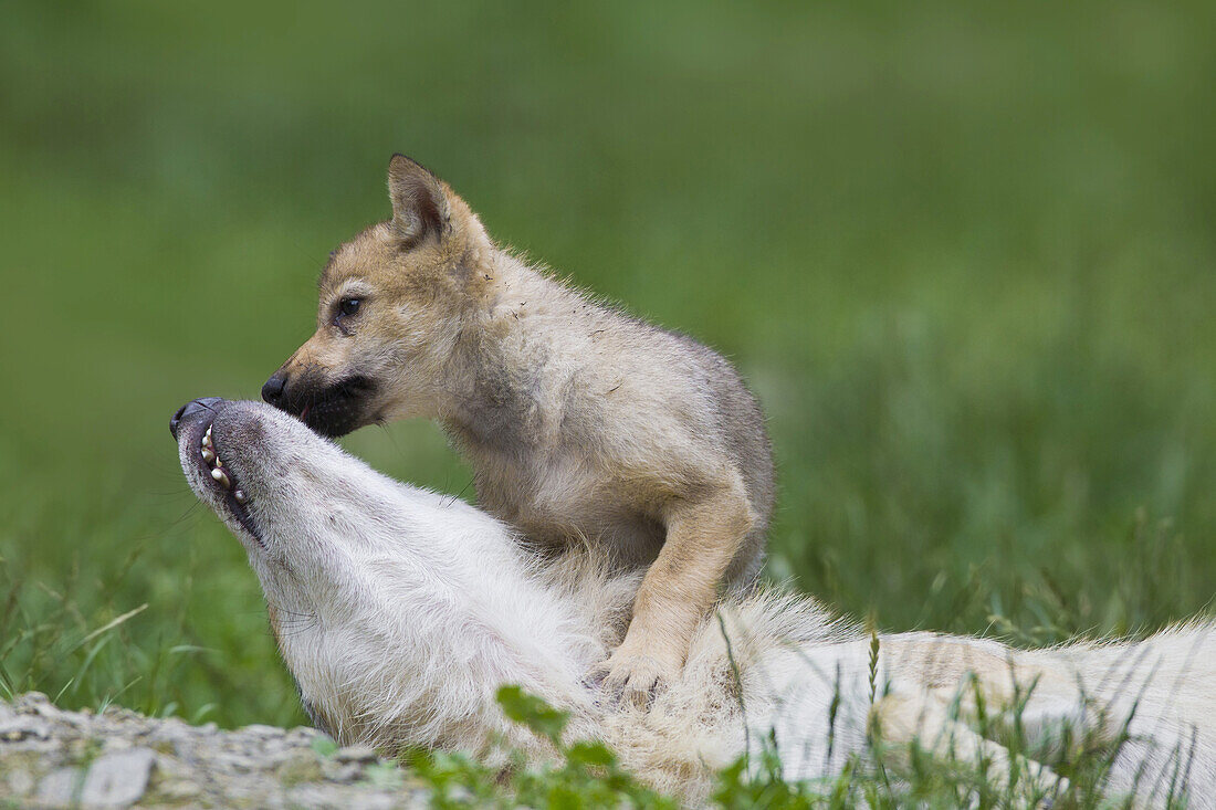 Timberwölfe (Canis lupus lycaon), Erwachsener mit Jungtier beim Spielen, Wildgehege, Bayern, Deutschland