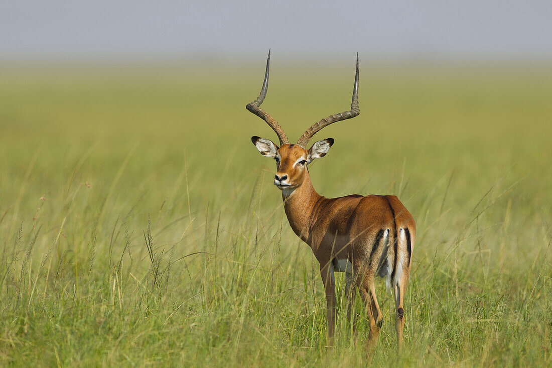 Impala (Aepyceros melampus) Standing in Grass, Maasai Mara National Reserve, Kenya, Africa