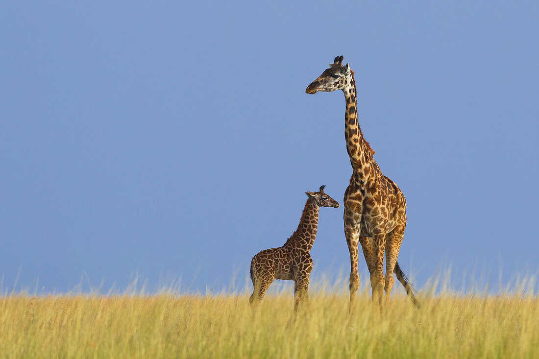 Masai-Giraffe (Giraffa camelopardalis tippelskirchi), Mutter mit Kalb, Maasai Mara National Reserve, Kenia, Afrika