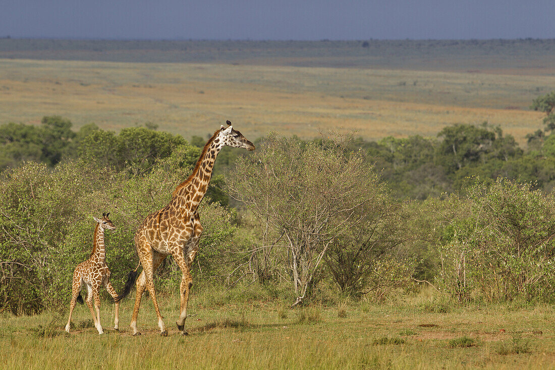Masai-Giraffe (Giraffa camelopardalis tippelskirchi), Mutter mit Kalb, Maasai Mara Nationalreservat, Kenia, Afrika