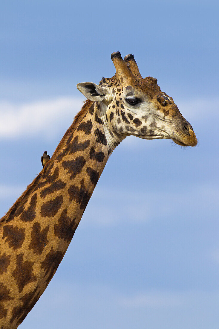 Porträt einer Masai-Giraffe (Giraffa camelopardalis tippelskirchi), Masai Mara National Reserve, Kenia