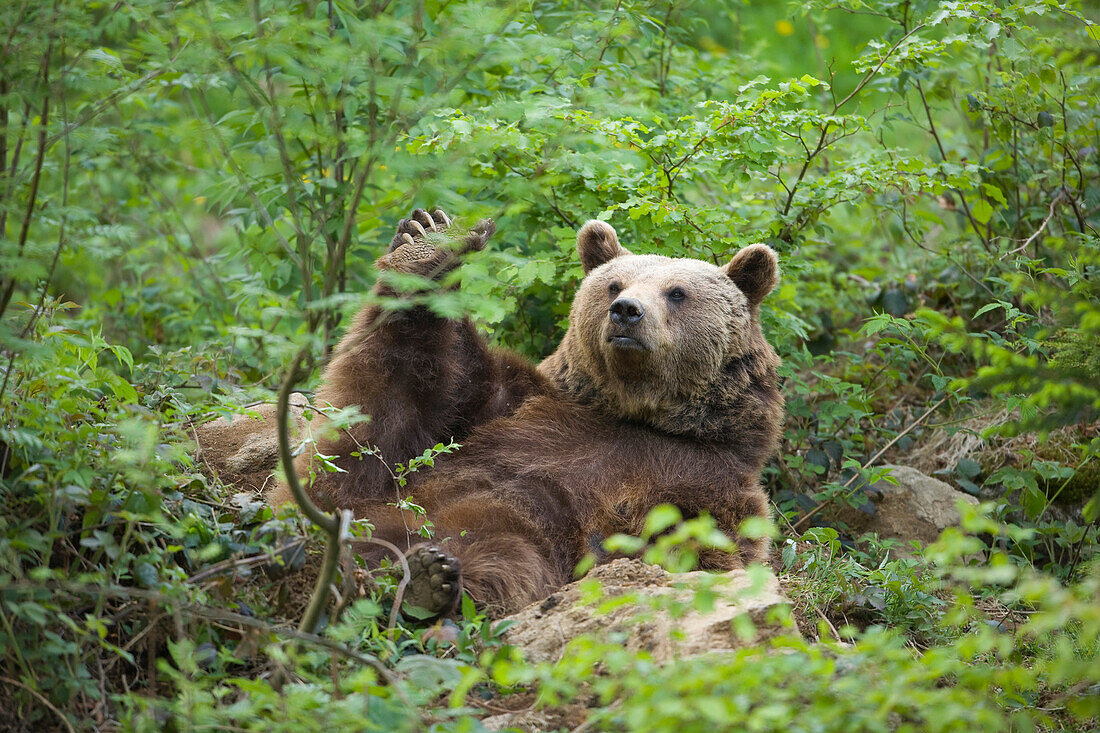 Eurasischer Braunbär (Ursus arctos arctos), Nationalpark Bayerischer Wald, Deutschland