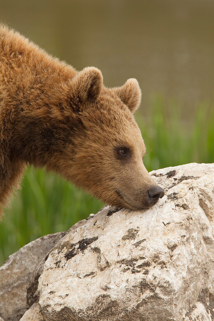 Europäischer Braunbär (Ursus arctos arctos) am Felsen, Deutschland