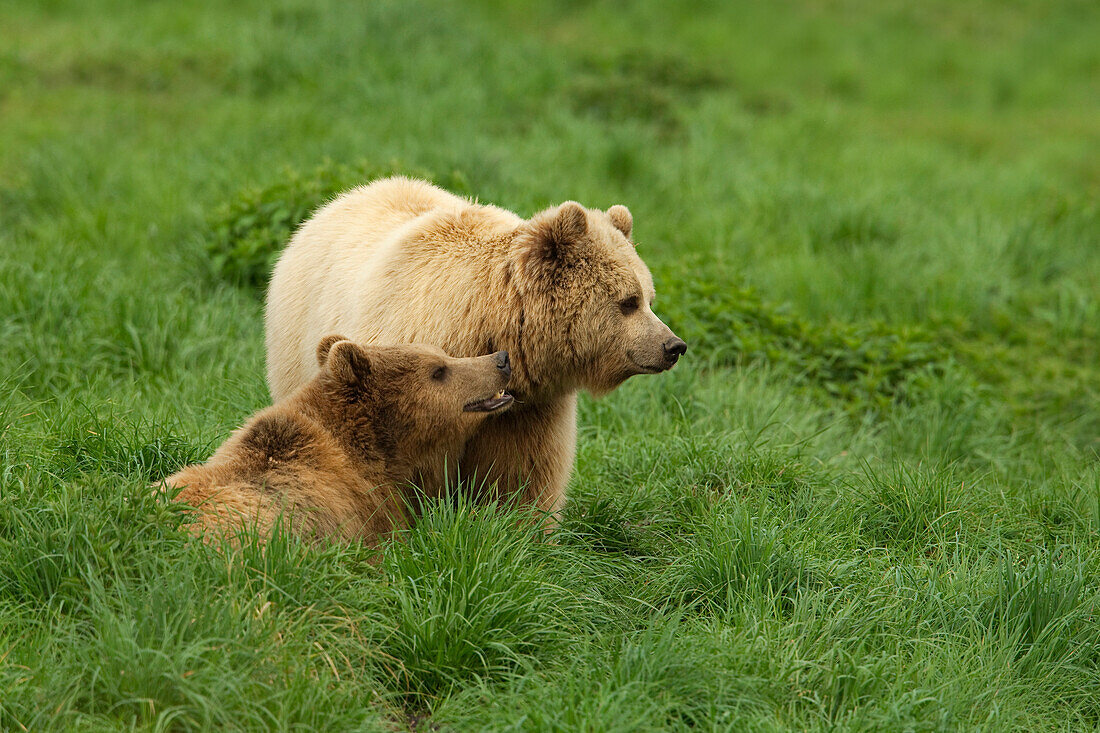 Europäischer Braunbär (Ursus arctos arctos) im Gras, Deutschland