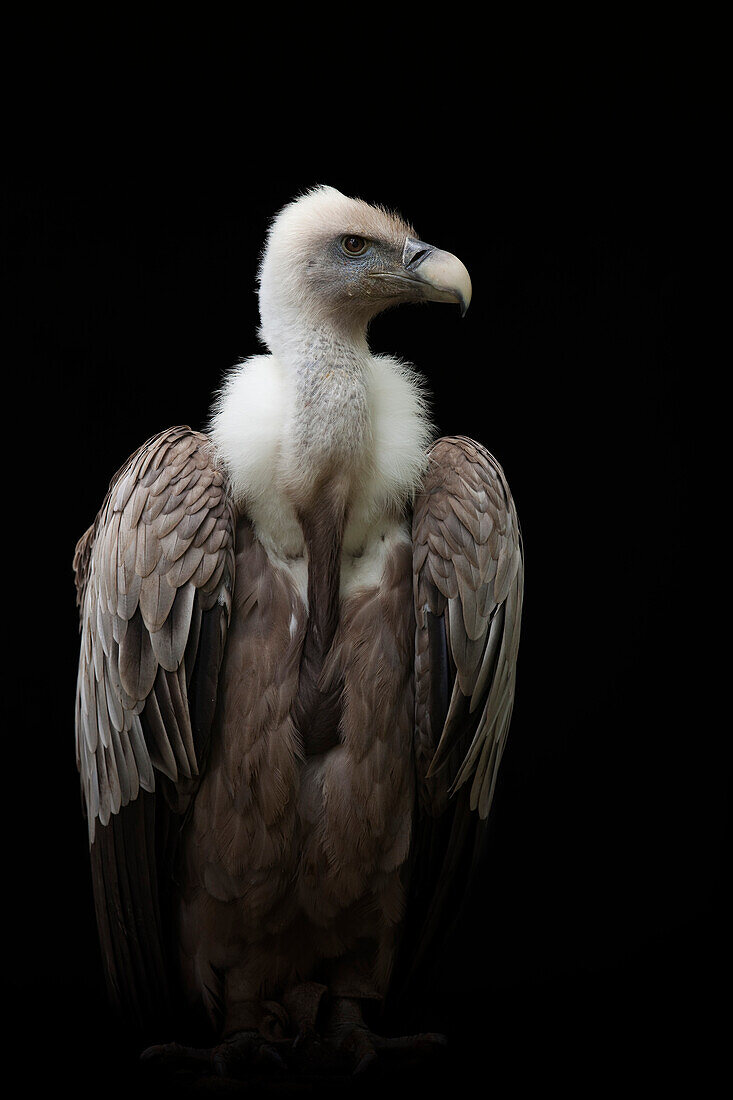Portrait of Griffon Vulture (Gyps fulvus), Studio Shot