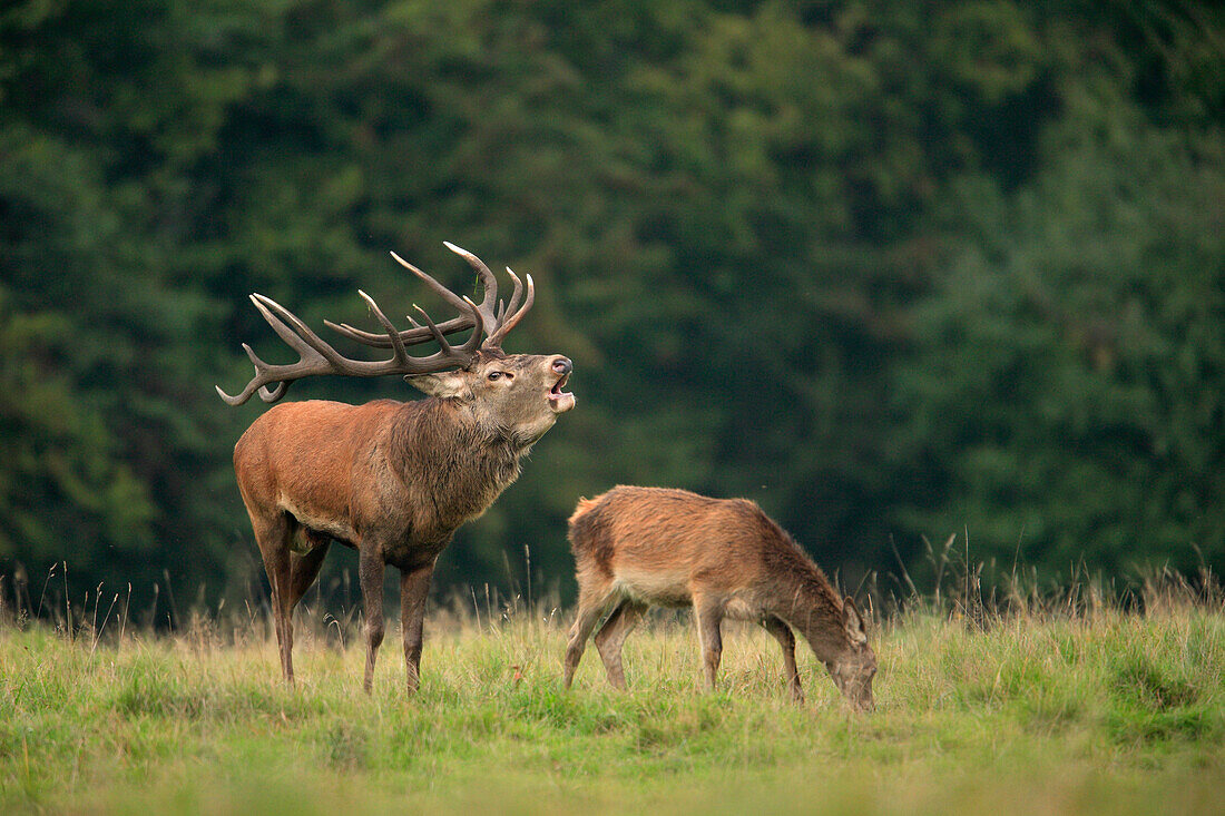 Red Deer (Cervus elaphus), Germany