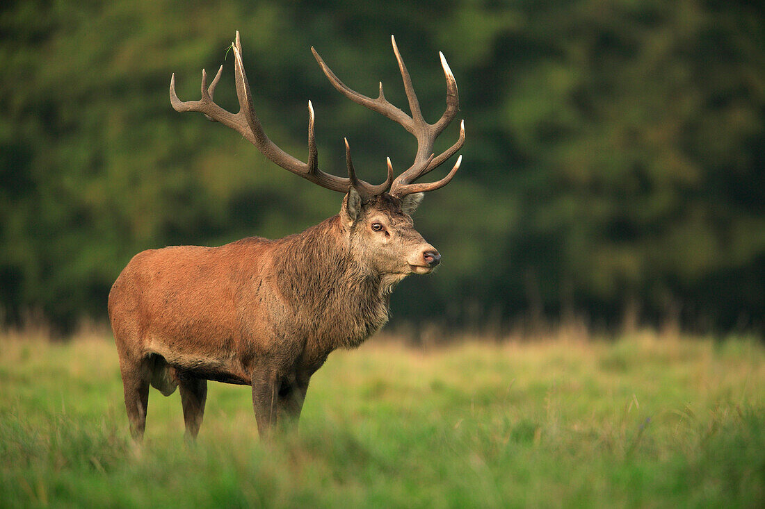 Portrait of Red Deer (Cervus elaphus), Germany