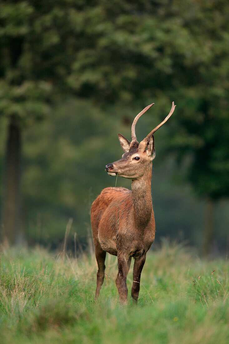 Young Red Deer (Cervus elaphus), Germany