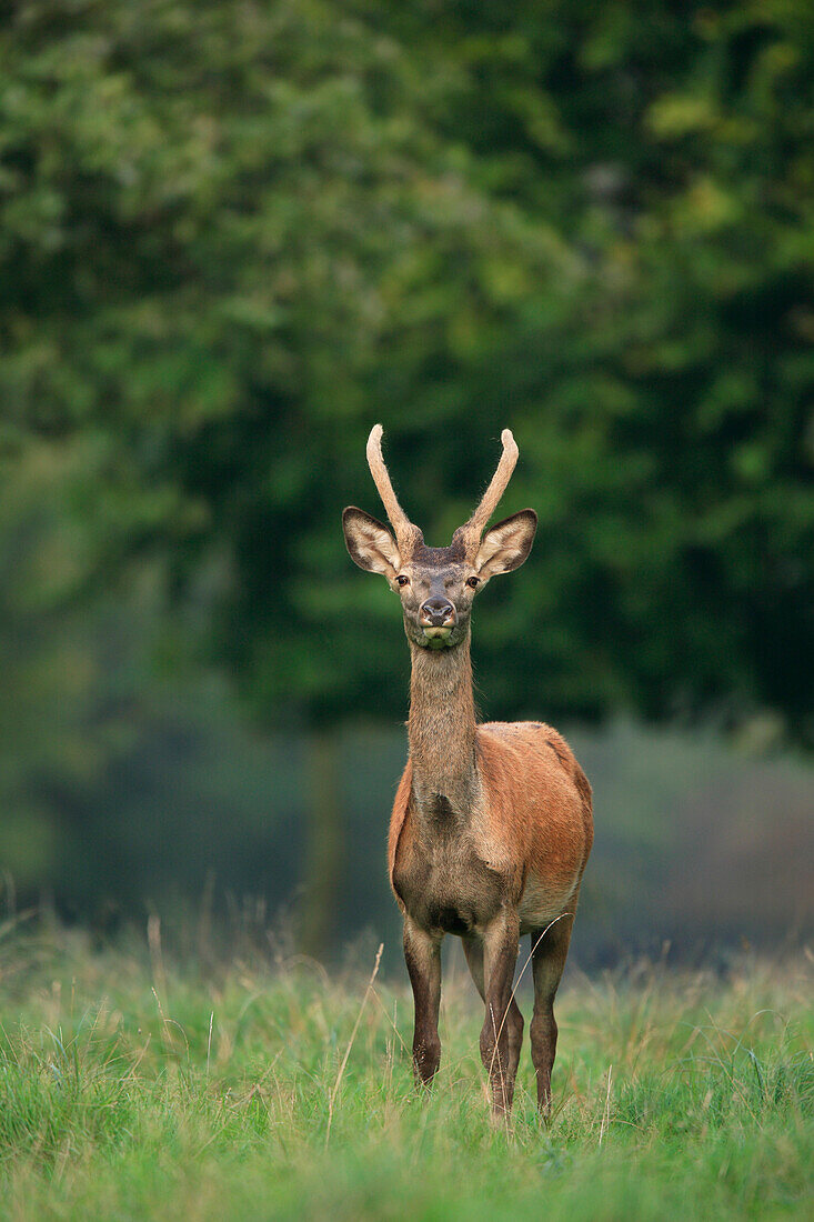 Junger Rothirsch (Cervus elaphus), Deutschland