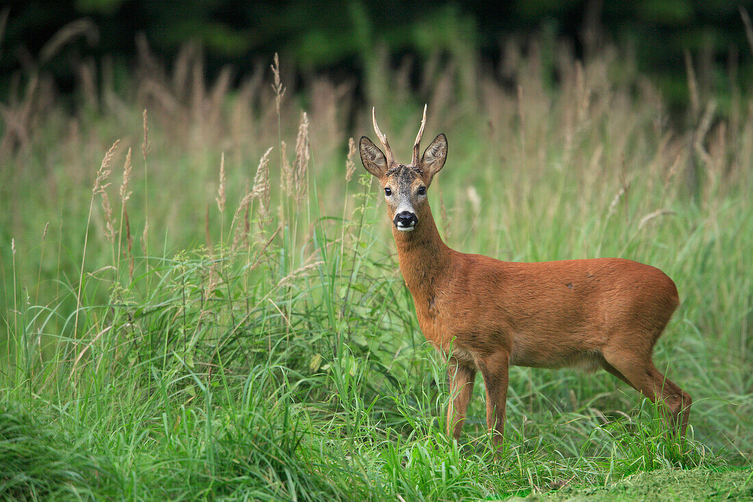 Europäisches Rehwild (Capreolus capreolus), Deutschland