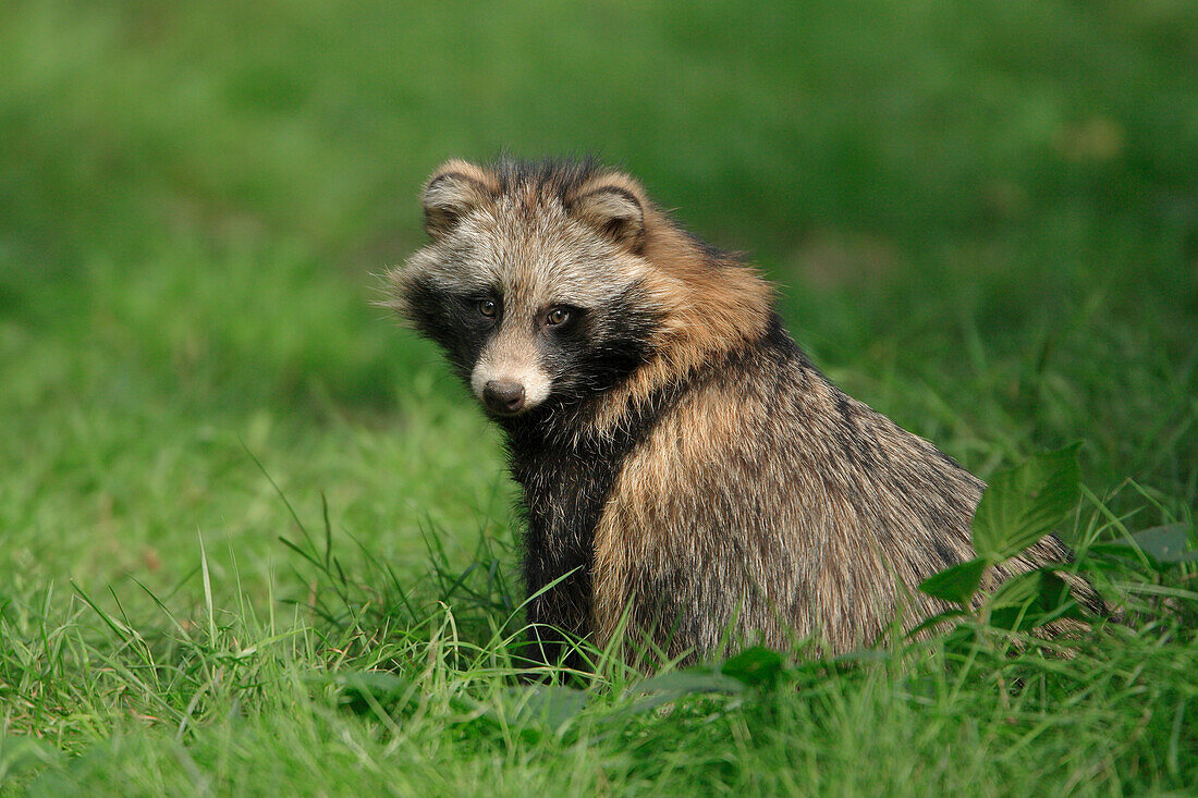 Portrait of Raccoon Dog (Nyctereutes procyonoides), Hesse, Germany