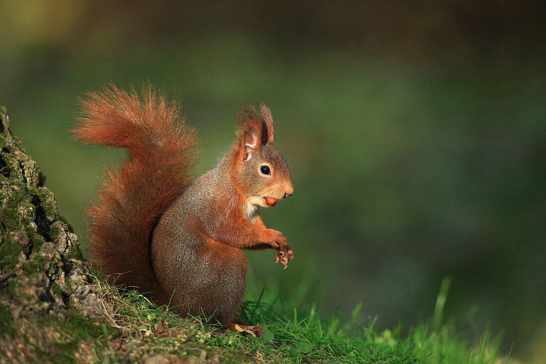 Europäisches Rothörnchen (Sciurus vulgaris) mit Haselnuss, Deutschland