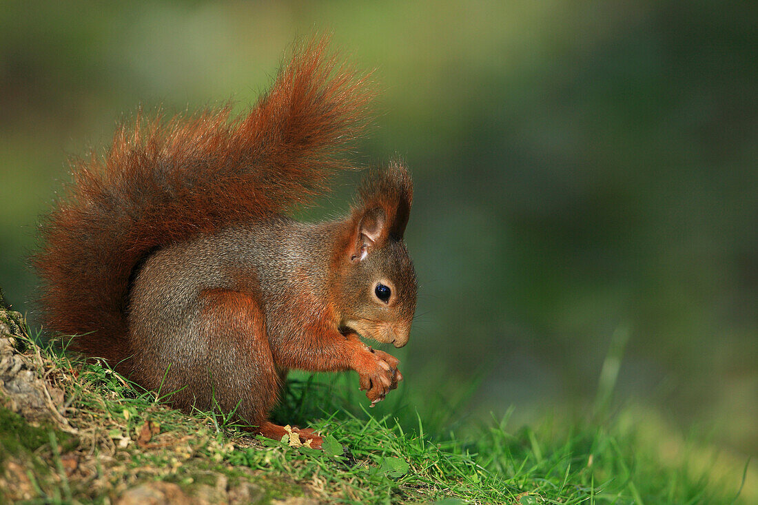 Europäisches Rotes Eichhörnchen (Sciurus vulgaris) mit Haselnuss, Deutschland