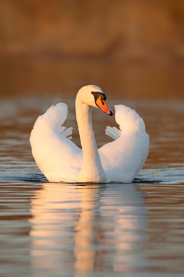 Portrait of Mute Swan (Cygnus olor) on Lake, Germany