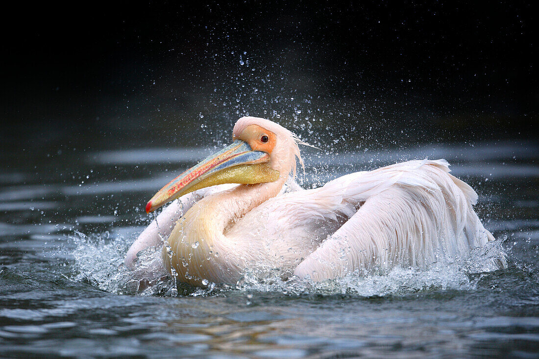 Nahaufnahme eines Weißen Pelikans (Pelecanus onocrotalus) beim Baden, Deutschland