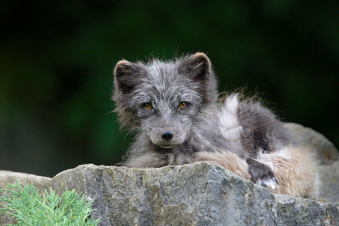 Close-up Portrait of an adult, Arctic Fox (Alopex lagopus), Germany