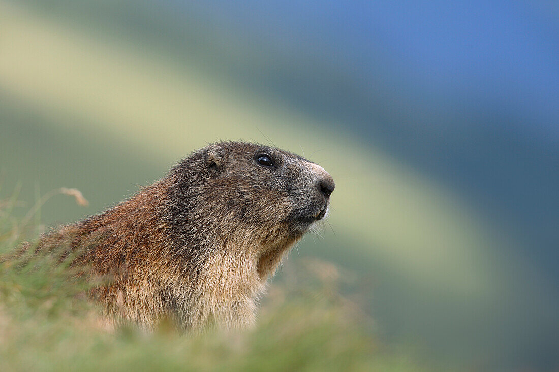 Close-up Portrait of Alpine Marmot (Marmota marmota), Hohe Tauern National Park, Austria