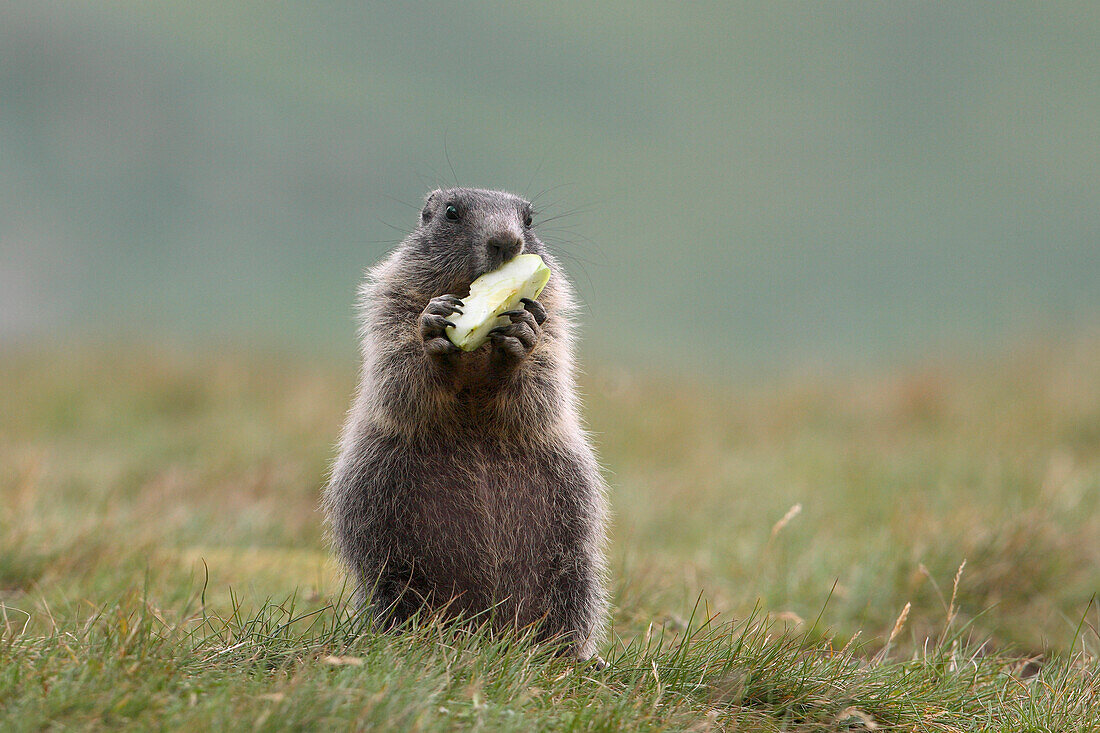 Young Alpine Marmot (Marmota marmota) Eating, Hohe Tauern National Park, Austria