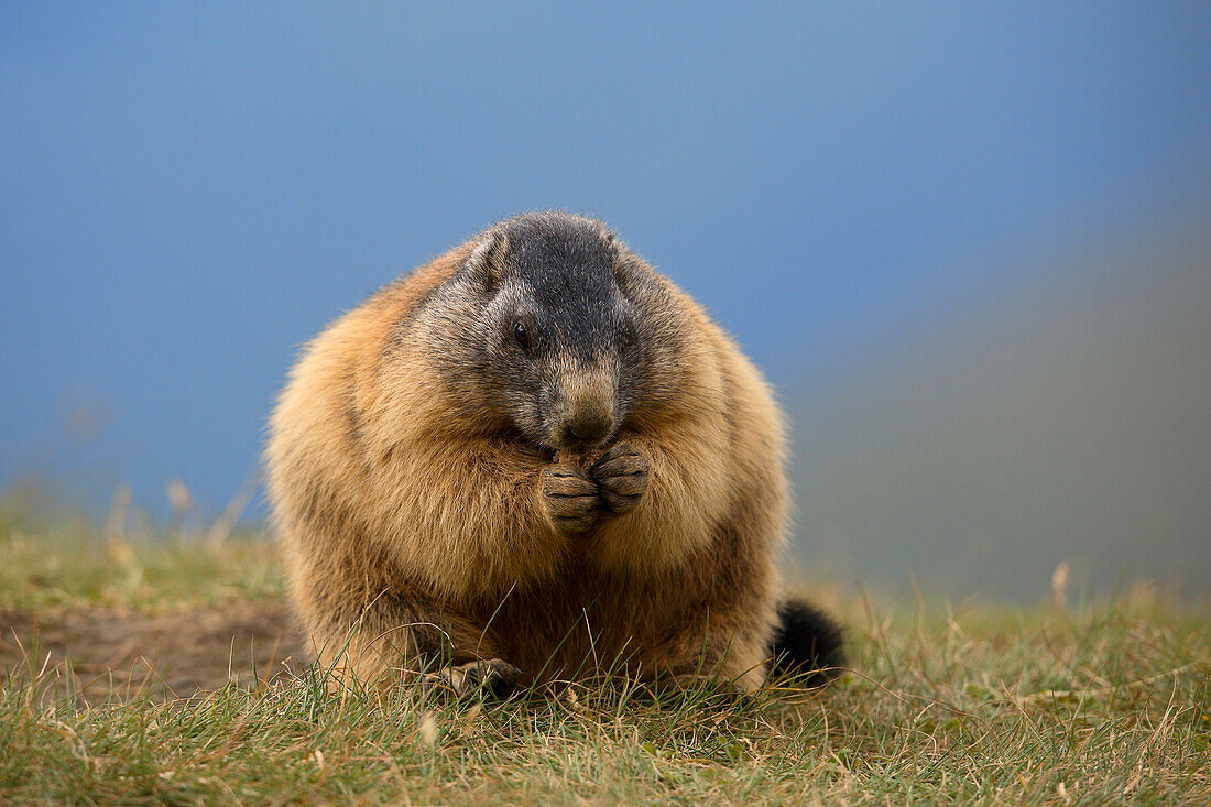 Porträt Alpenmurmeltier (Marmota marmota), Nationalpark Hohe Tauern, Österreich