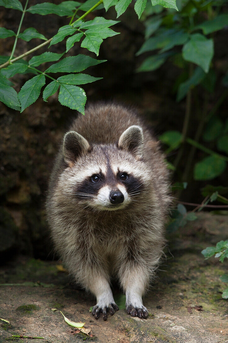 Portrait of a Raccoon (Procyon lotor), Germany