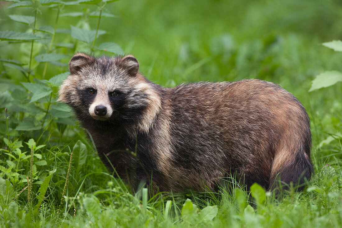 Portrait of a Raccoon Dog (Nyctereutes procyonoides), Hesse, Germany