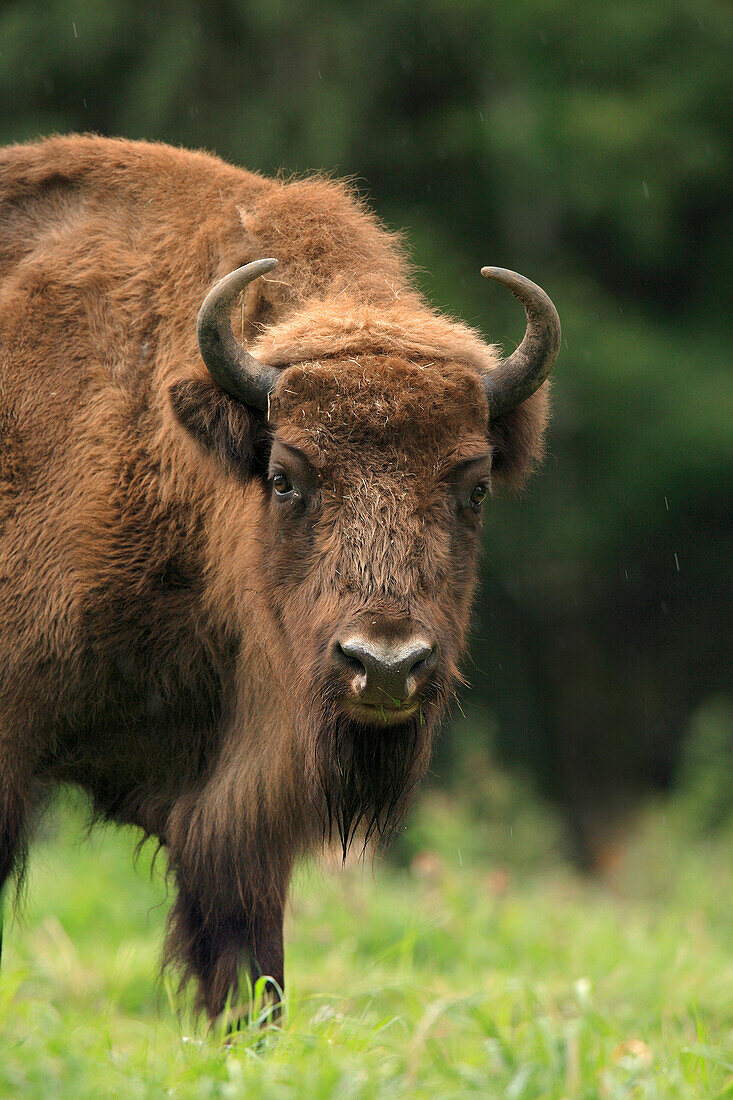 Nahaufnahme Porträt eines Europäischen Bisons (Bison bonasus), Deutschland