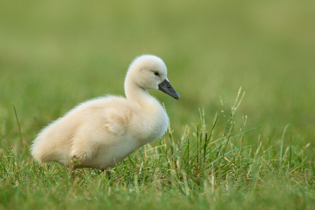 Porträt eines Höckerschwan-Zygneten (Cygnus olor), Deutschland