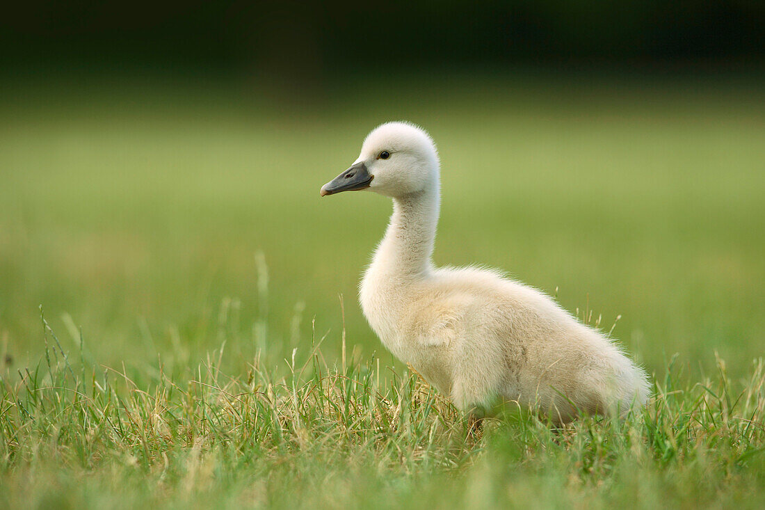 Portrait of Mute Swan Cygnet (Cygnus olor), Germany