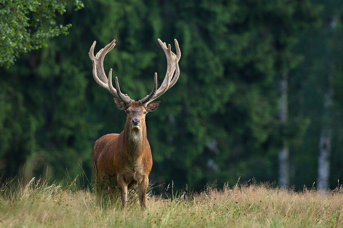Portrait of Red Deer (Cervus elaphus), Germany