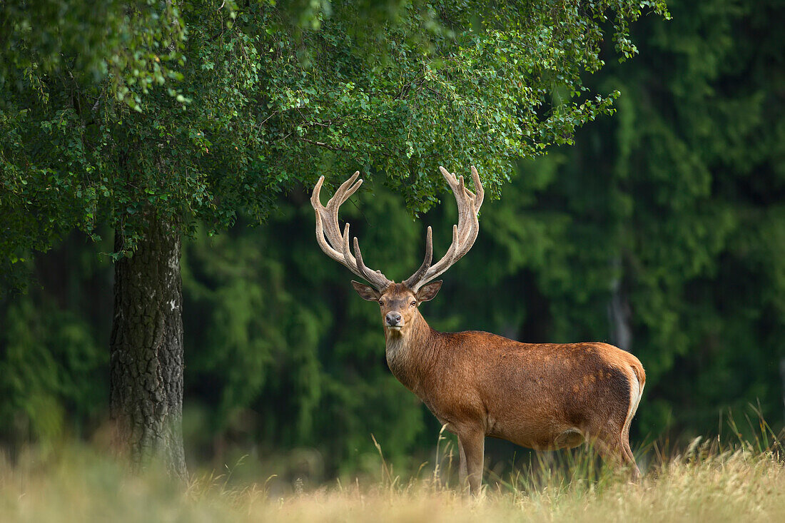 Portrait of Red Deer (Cervus elaphus), Germany