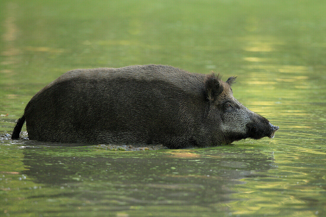 Wild Boar (Sus scrofa) Standing in Water, Germany