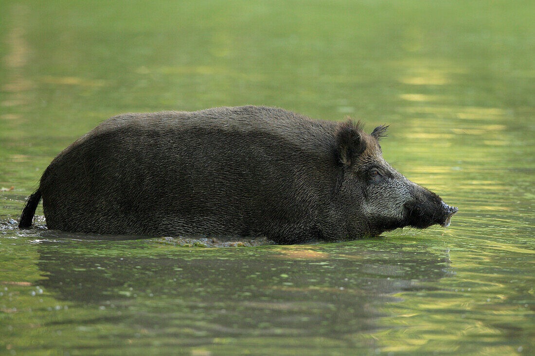 Wildschwein (Sus scrofa) im Wasser stehend, Deutschland