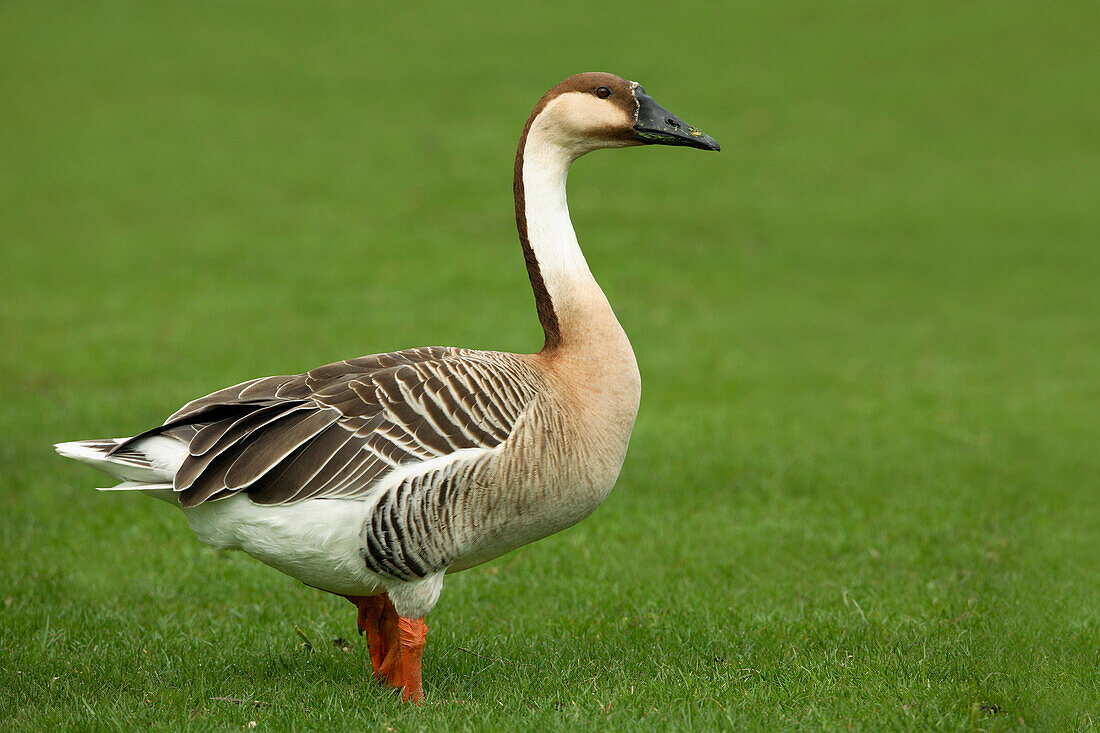 Schwanengans (Anser cygnoides) im Gras stehend, Deutschland