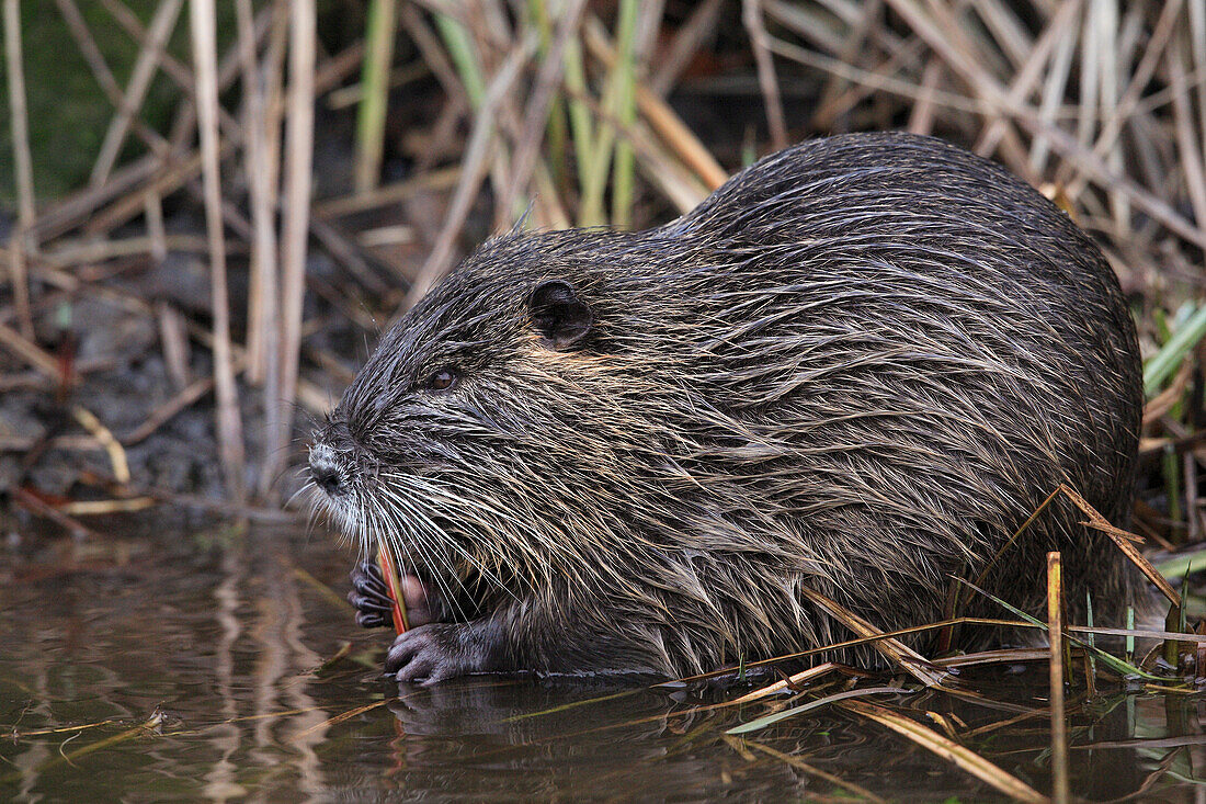 Coypu (Myocastor coypus) in Water, Germany