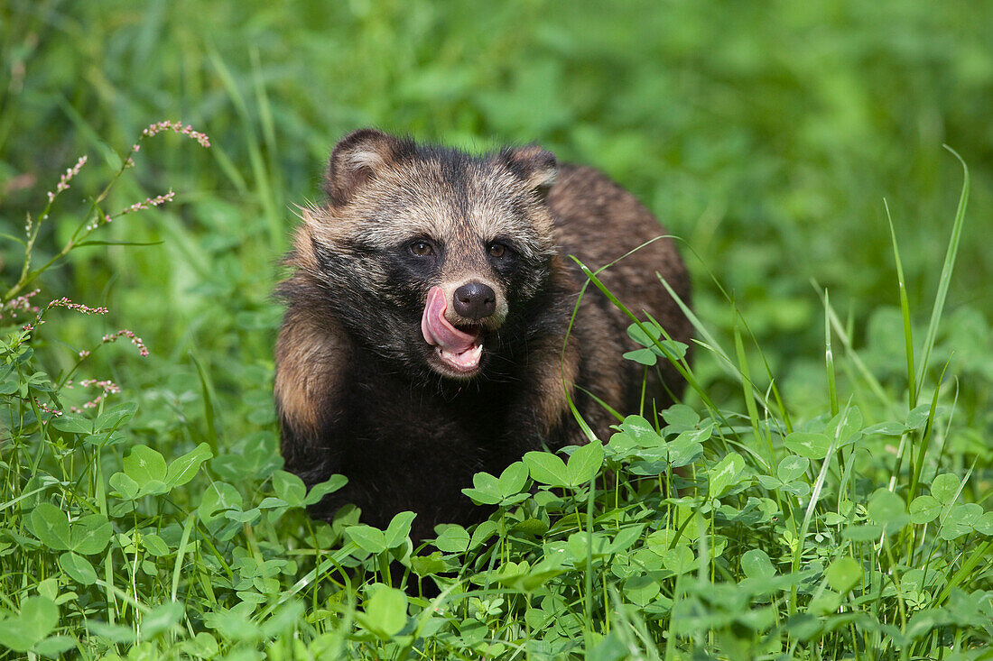 Raccoon Dog (Nyctereutes procyonoides), Hesse, Germany