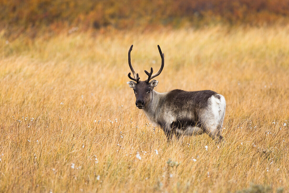 Mountain Reindeer (Rangifer tarandus tarandus), Sweden