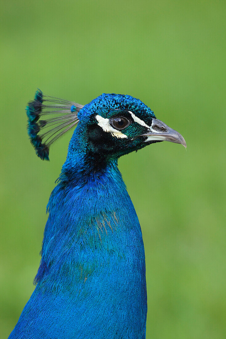 Portrait of Male Peacock (Pavo cristatus), Germany