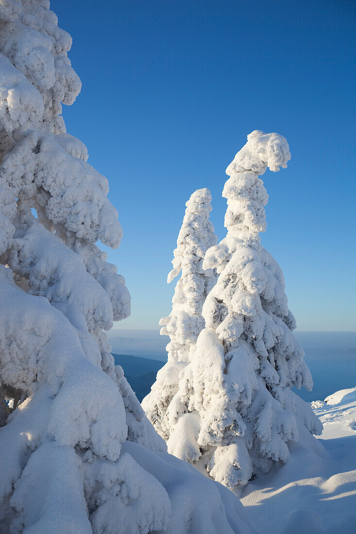 Schneebedeckte Fichten, Großer Arber, Bayerischer Wald, Bayern, Deutschland