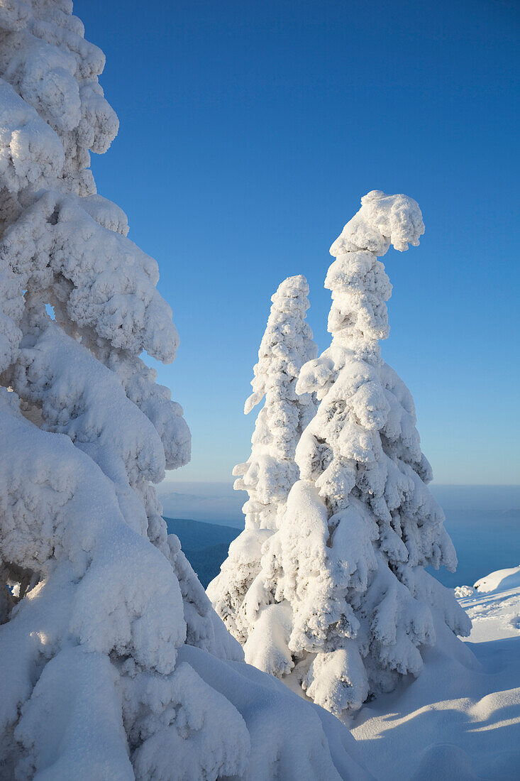 Snow Covered Spruce Trees, Grosser Arber, Bavarian Forest, Bavaria, Germany