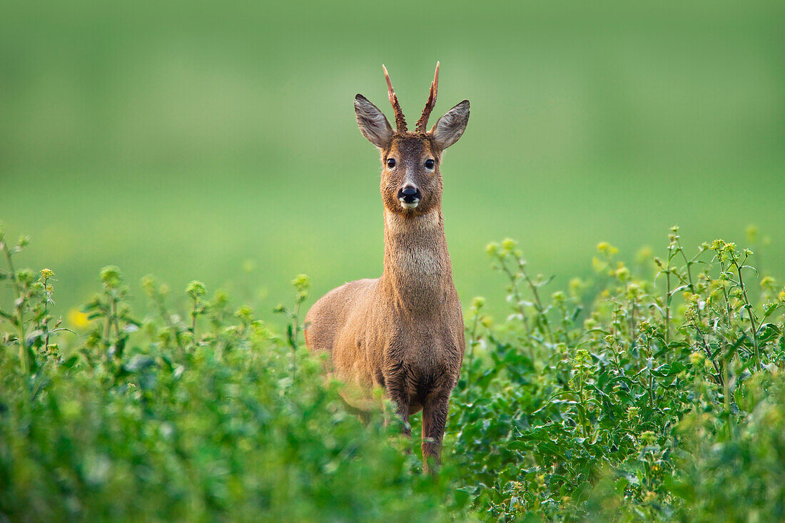 European Roe Deer (Capreolus capreolus) in Canola Field, Germany